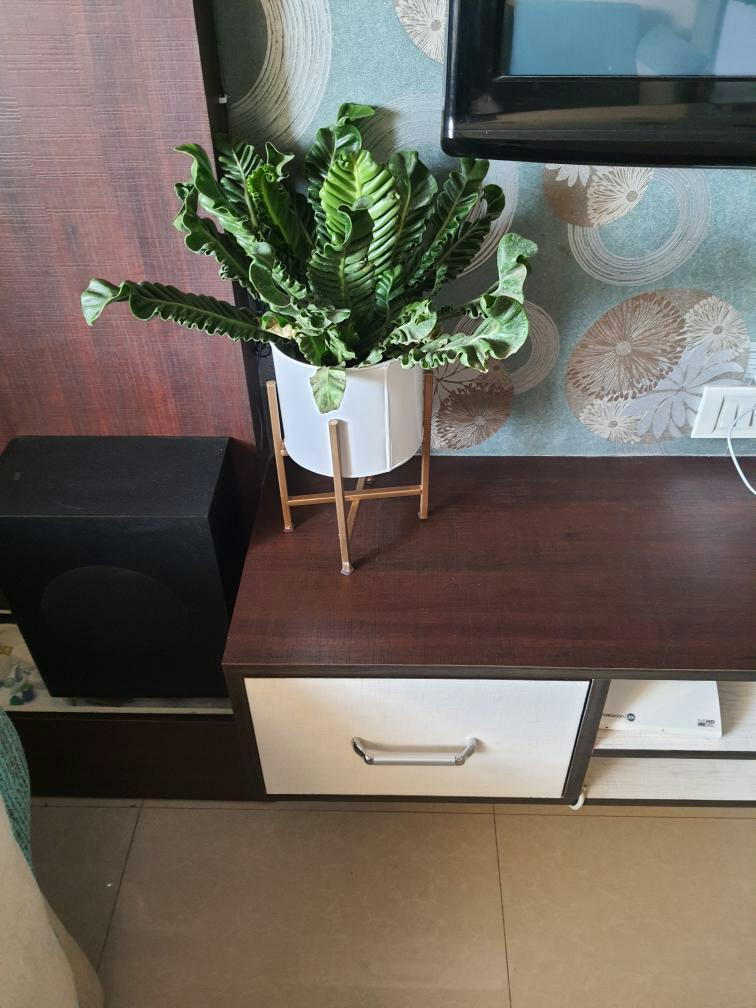 Centuria White Metal Plant Pot (Set of 3) - Image 5