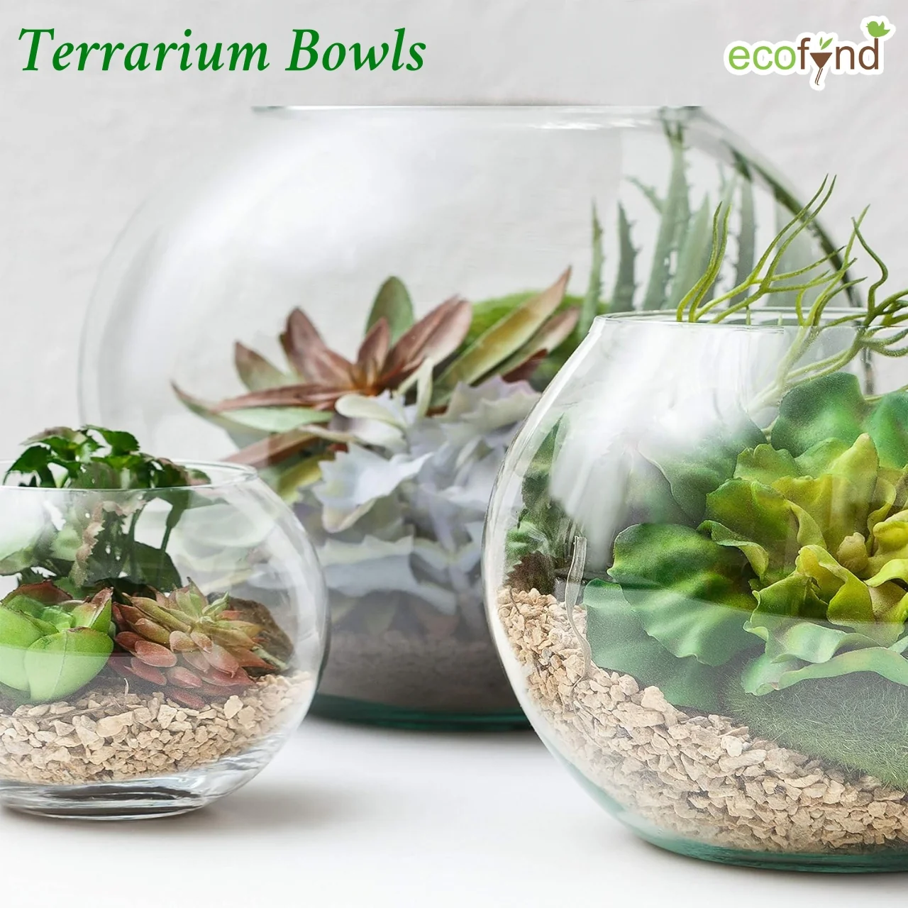 Crystal Clear Glass Terrarium Bowl – 8 Inch - Image 3