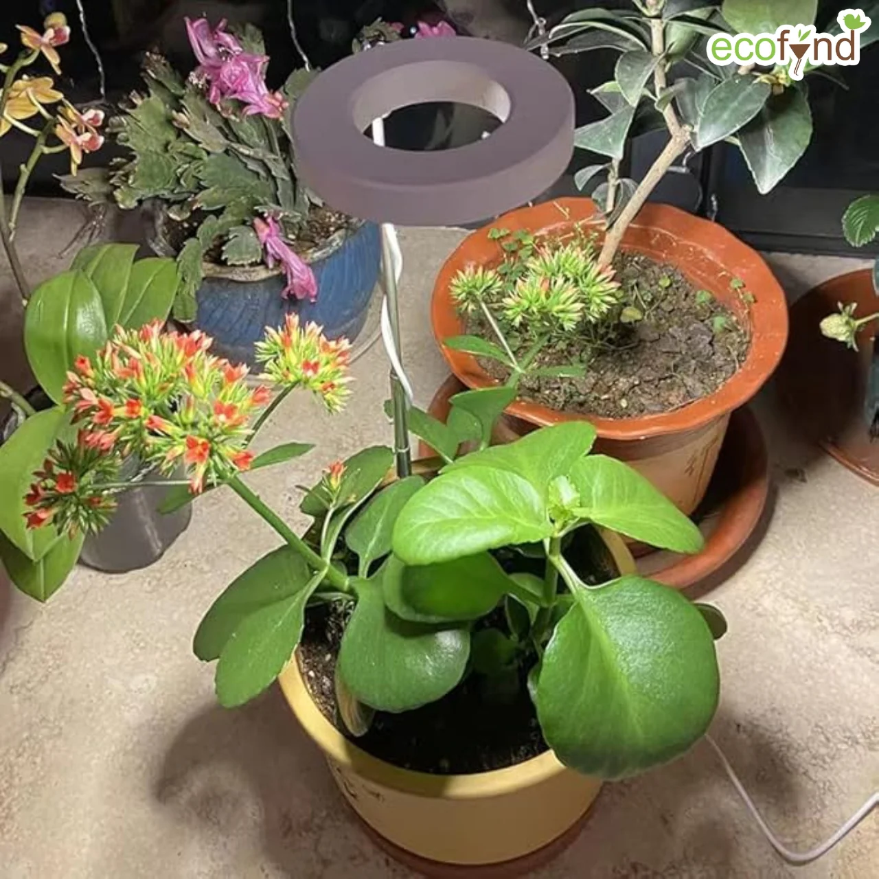 Lumi Grow Light for Indoor Plants | Full Spectrum Plant Lamp for Seedlings, Succulents, Small Plants - Image 9