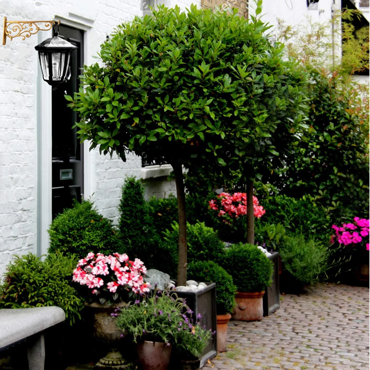 Golden Finish Aluminium Wall Plant Bracket – Heavy-Duty Long Hook - Image 7