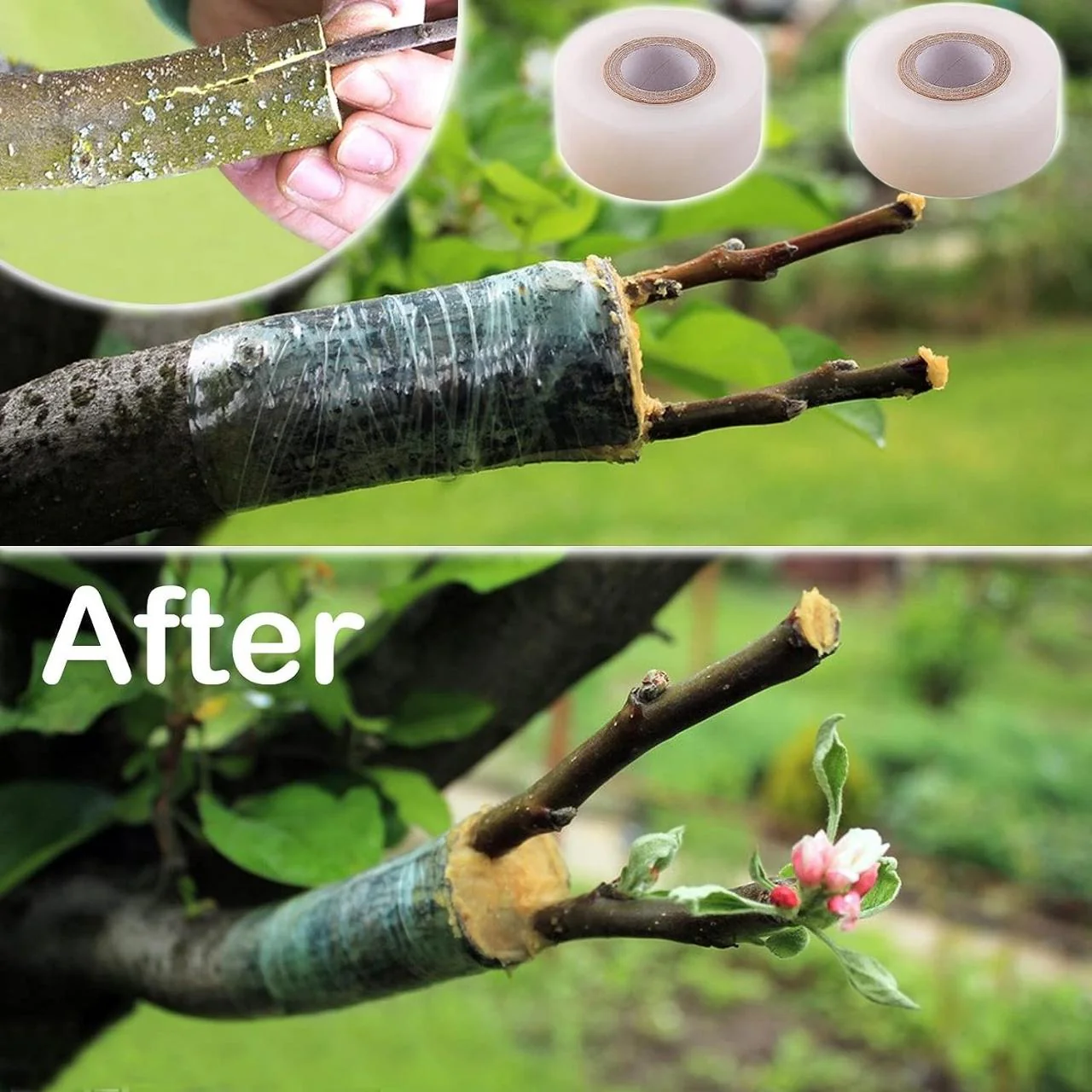 Grow Stronger: Eco-Friendly 1.1 inch Stretchable Grafting Tape - Image 5