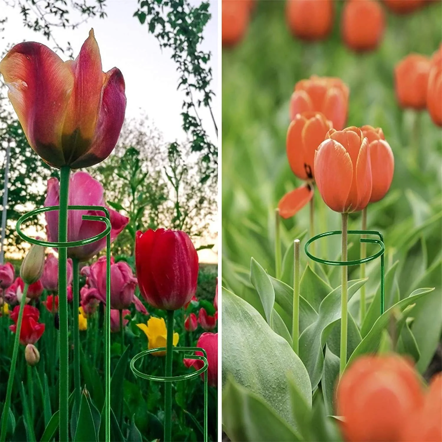 Ecofynd Metal Plant Stakes - Image 9